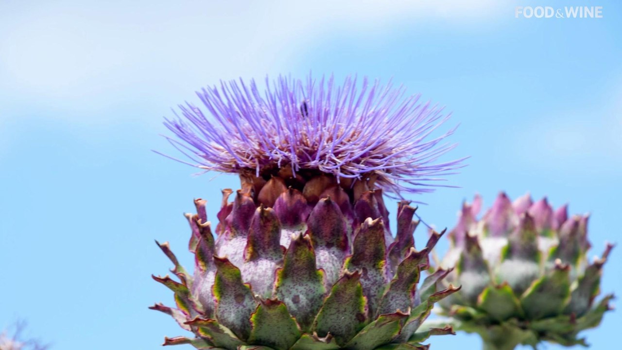 Everything You Need to Know About Cardoons