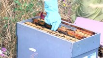 Sécheresse : Les apiculteurs inquiets pour leurs abeilles
