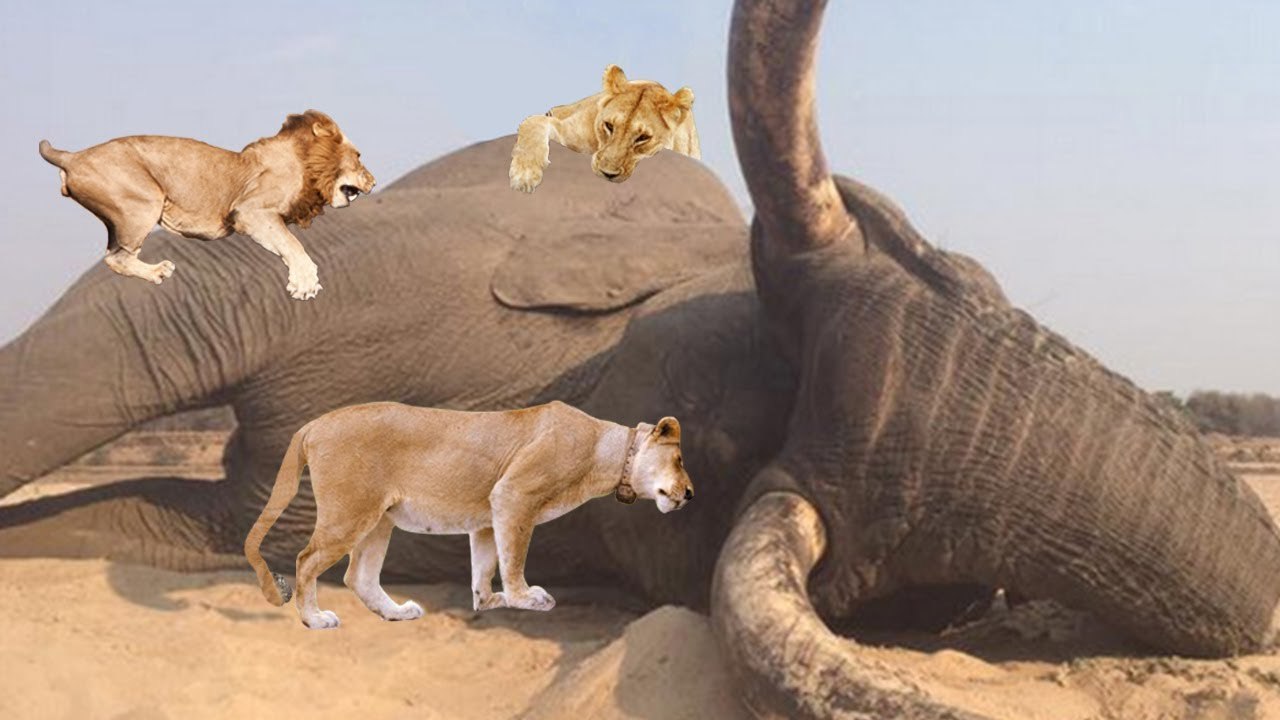 Lions Fighting Elephant Arduous Battle Wild Animal Attack video