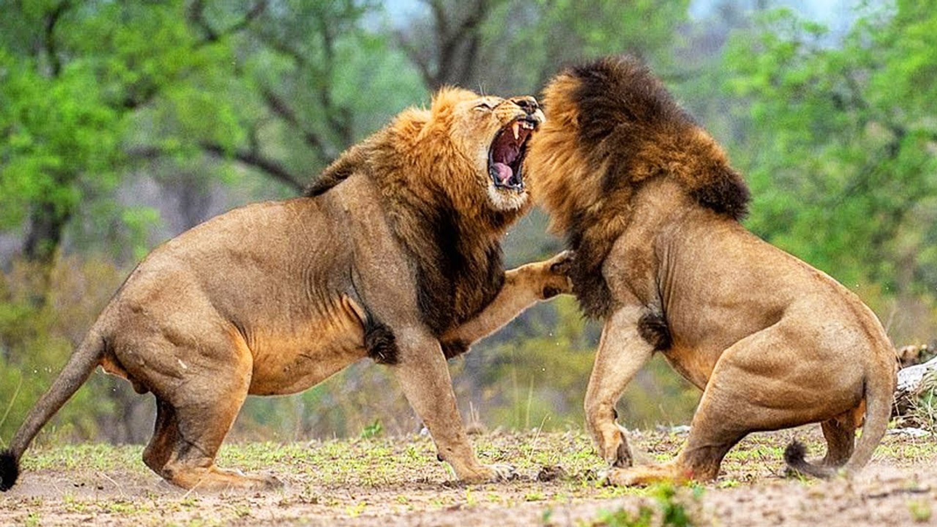 Схватки со львом. Лев против тигра. Лев против тигра Лев против тигра. Львы дерутся.