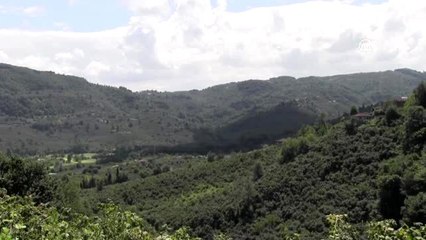 Sigortalı fındık işçileri hasada başladı