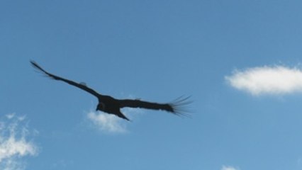 El cóndor, un ave que sustenta la frágil relación con los Andes