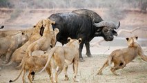 Lions Vs Buffalo Real Fight - Lion Hunting Buffalo To Death - Wild Animal Attack