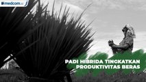 Padi Hibrida Tingkatkan Produktivitas Beras Nasional