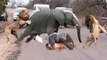 Amazing Mother Elephant Recently Born Try Destroy 2 Lions to Save Baby - Animal Save Another Animal
