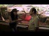 Desde el Zoológico: Conoce el Zoológico Guadalajara