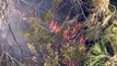 Bodrum'daki orman yangını kısmen kontrol altına alındı - MUĞLA