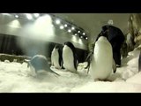 Desde el Zoológico: Pinguinos