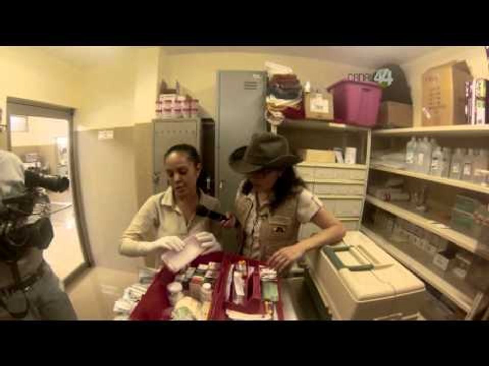 Desde el Zoológico: Nidos de pingüinos