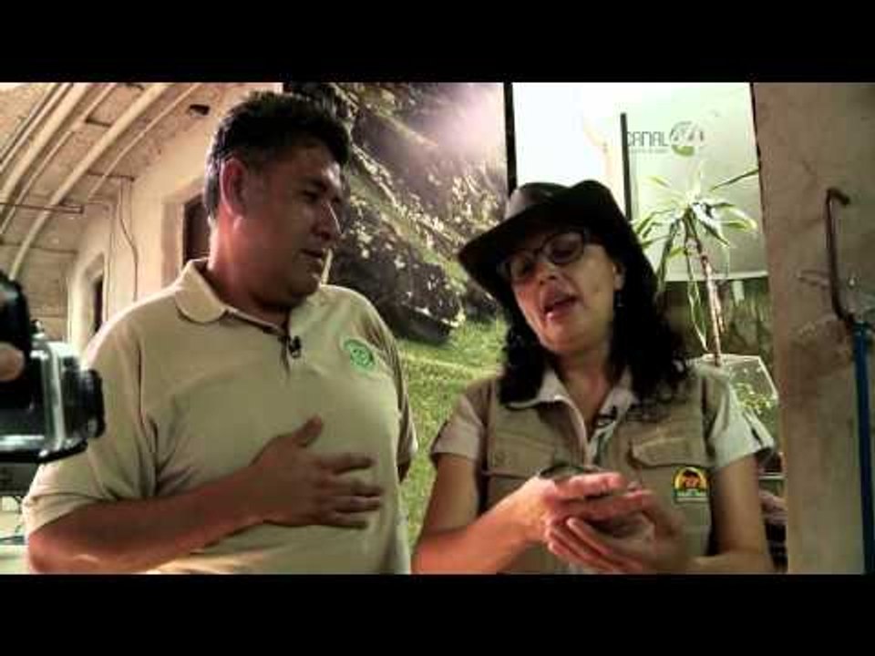 Desde el Zoológico: Los bebés del zoológico