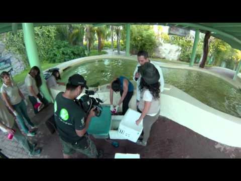 Desde el Zoológico: Chencha y Faustina, las gorilas del zoo