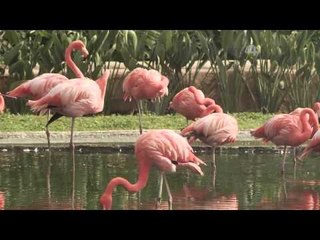 Desde el Zoológico: Bebé Canguro