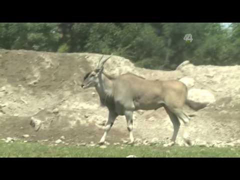 Desde el Zoológico: Cebras