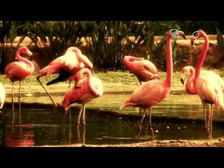 Desde el Zoológico: ¿Cómo diferenciar a los tiburones?