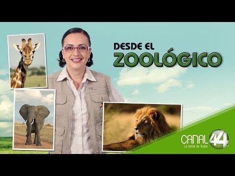 Desde el Zoológico: Animales en Peligro de Extinción