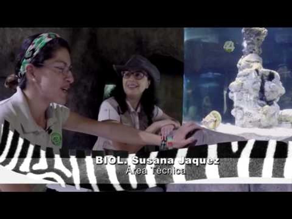 Desde el Zoológico: Huevos fortificados