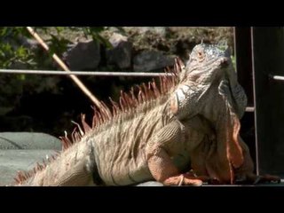 Desde el Zoológico: Cánidos