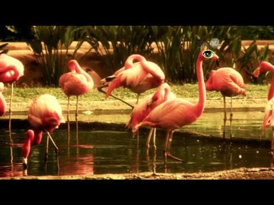 Desde el Zoológico: Las fuentes del Zoo