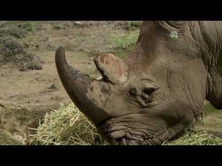 Desde el Zoológico: Paquidermos