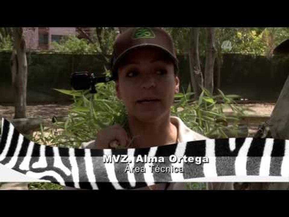 Desde el Zoológico: Veterinarios en el Zoo