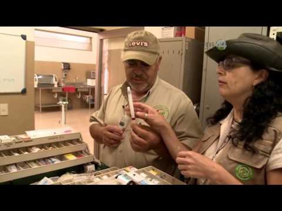 Desde el Zoológico: ¿Cómo trabajan los veterinarios?