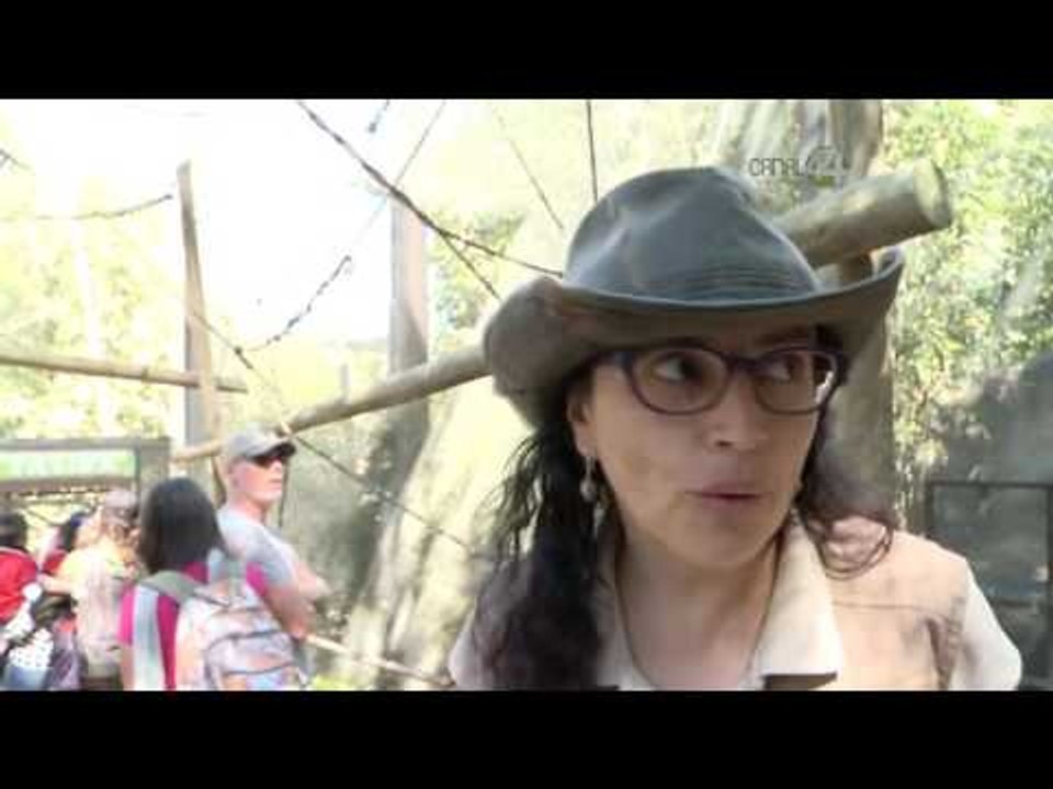 Desde el Zoológico: Los monos del Zoológico