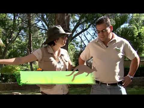 Desde el Zoológico: ¡Ya nacieron las nuevas crías de tortuga!