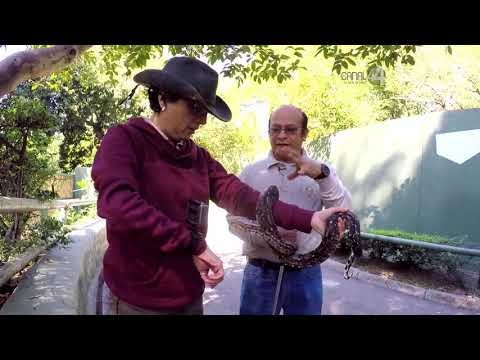 Desde el Zoológico: Animales trepadores