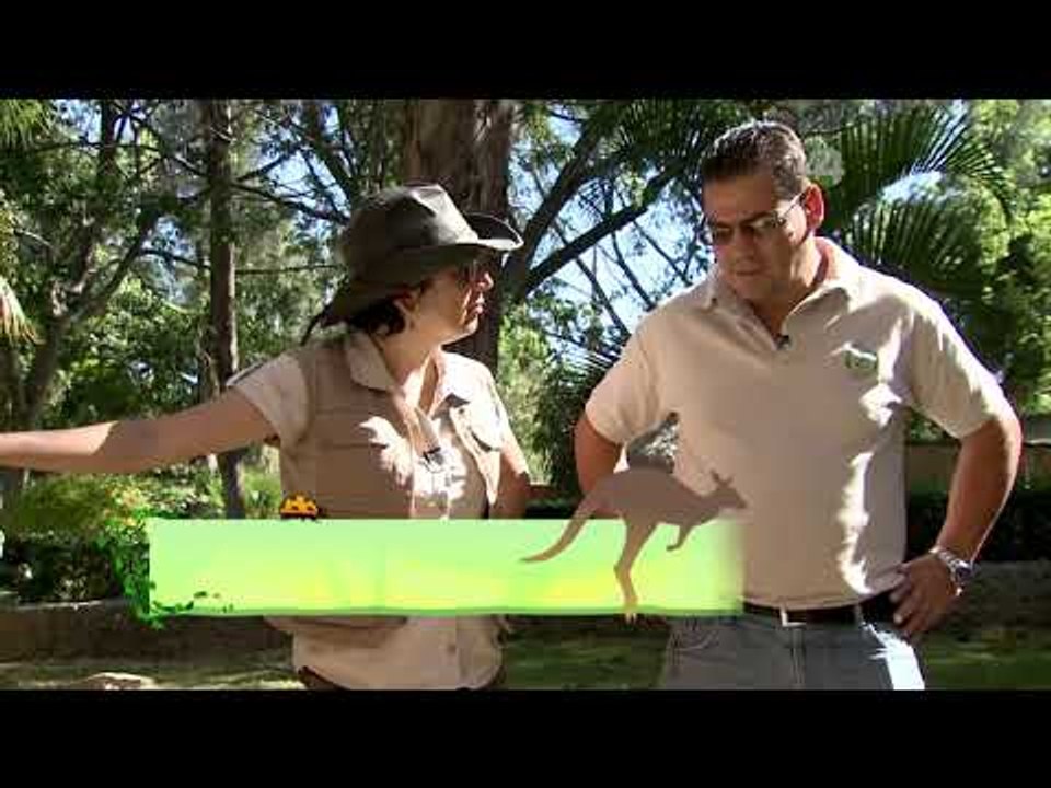 Desde el Zoológico: Las nuevas inquilinas del herpetario