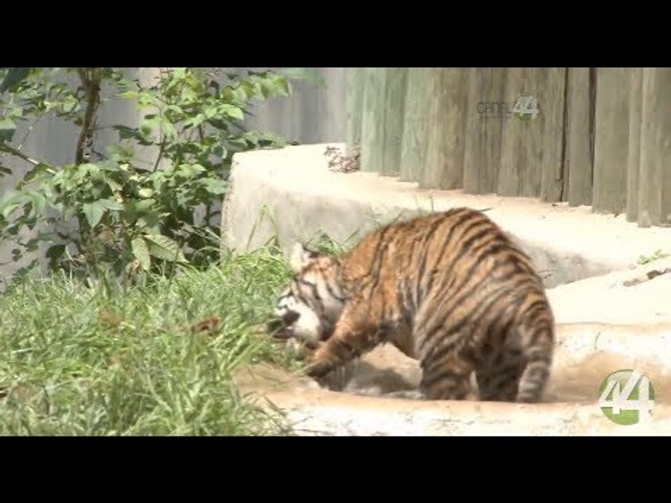Desde el Zoológico: Conociendo la Selva Tropical del Zoo GDL