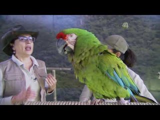 Desde el Zoológico: Especial de Navidad