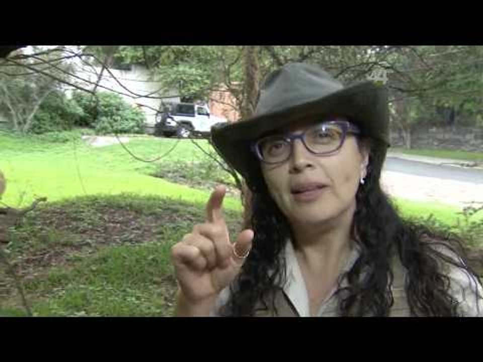 Desde el Zoológico:  Praderas africanas del safari