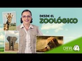 Desde el Zoológico: El gusto de las especies