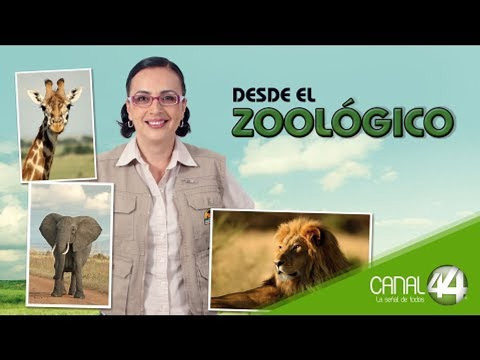 Desde el Zoológico: El gusto de las especies