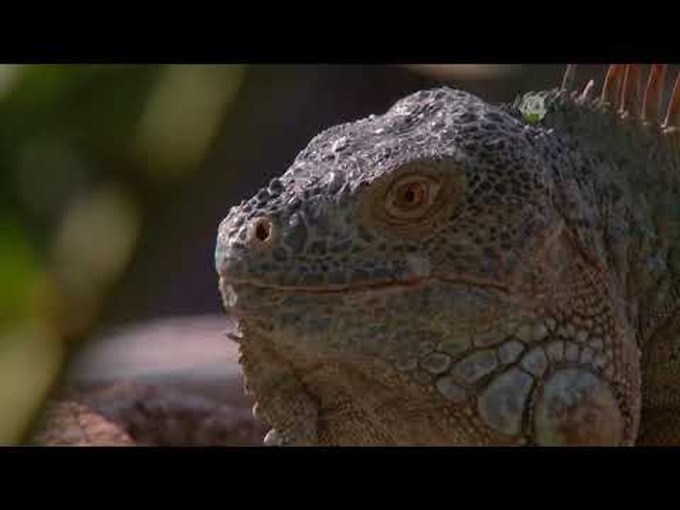 Desde el Zoológico: Aves, peces y reptiles