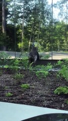 Turkey Fights Its Reflection