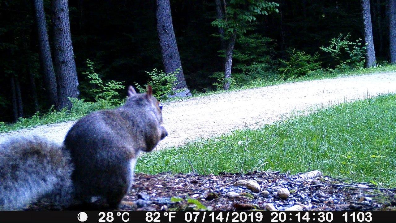 Critter Poses for the Camera