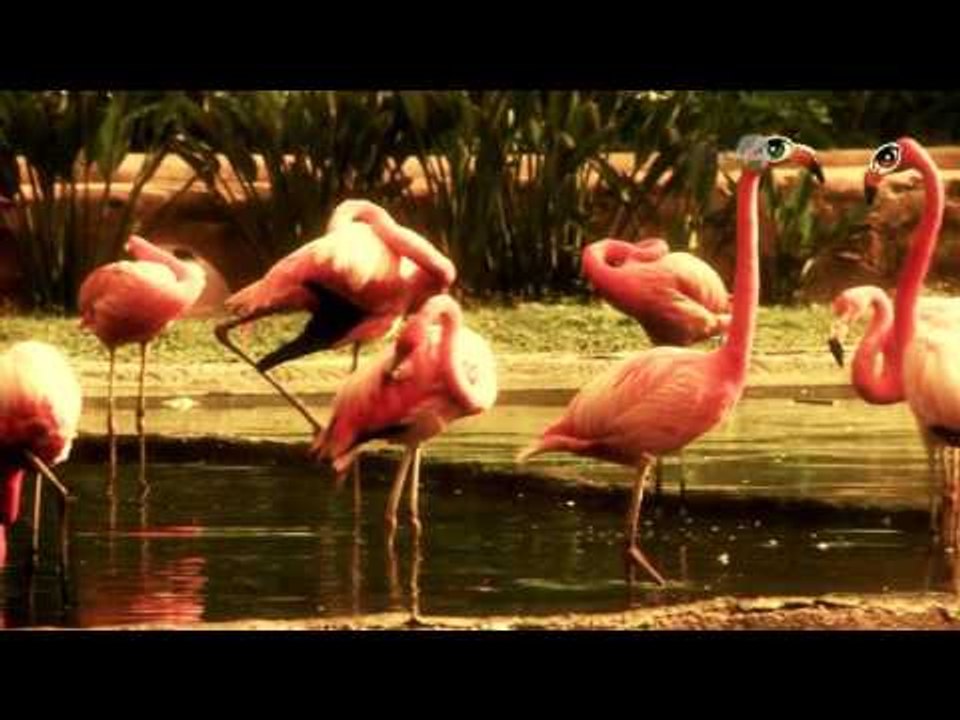 Desde el Zoológico: Pingüinos