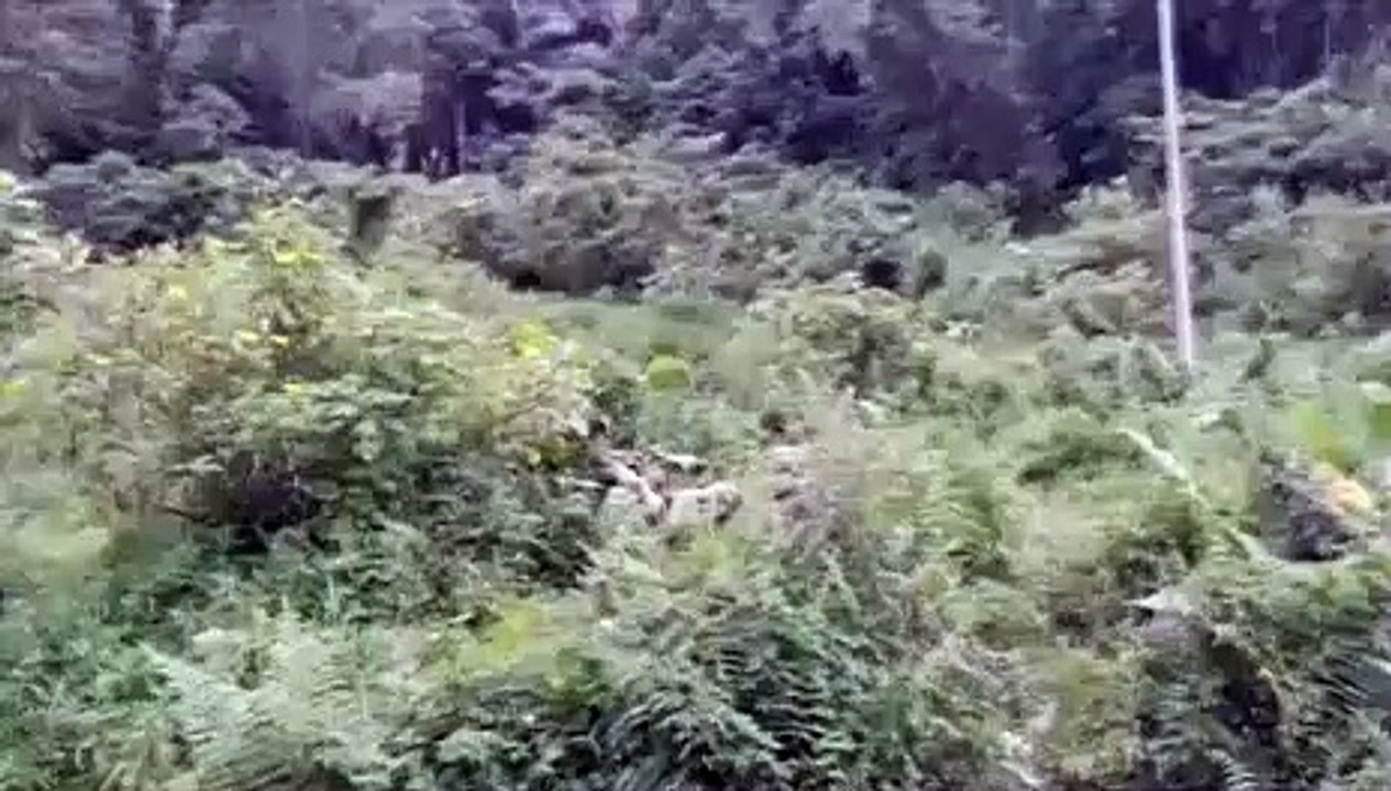 Quelque chose se cache dans ce bois qui parait si tranquille