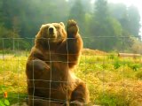 Cet ours fait coucou aux touristes