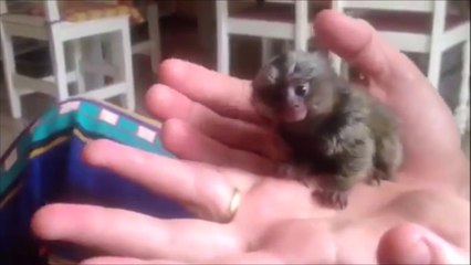 Ce tout petit singe est juste craquant