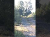 Cougar Stalks Woman While on a Hike