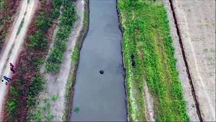 Liberan a elefante marino que estuvo varado 13 días en Ecuador