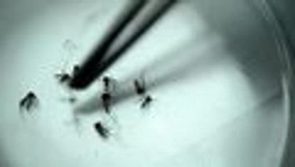 Video: Zika causa síndrome de Guillain-Barré, según estudio