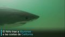 En video: tiburones llegan a las costas de California por El Niño
