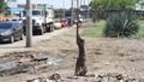 Video: vea los atentados más comunes contra los árboles de Cali