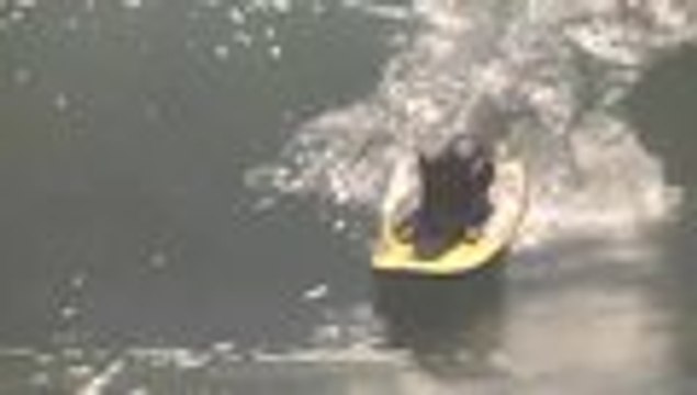 Torneo de surf para perros, en California