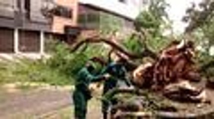 En video: caída de un árbol por fuerte aguacero al norte de cali