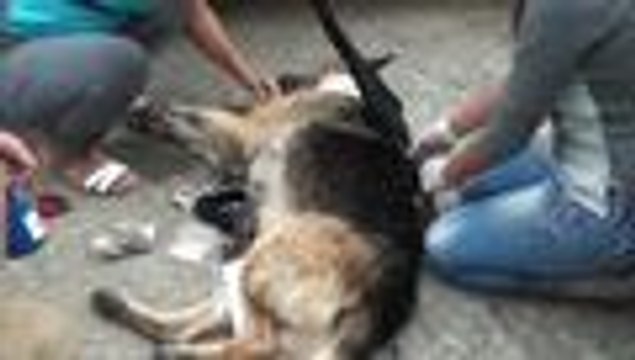 Video: mascotas, las otras v√≠ctimas de la avalancha que necesitan ayuda en Mocoa