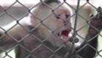 En video: así funciona el refugio de animales de San Emigdio, segunda oportunidad de vida para muchas especies
